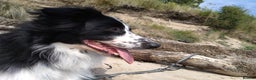 Border Collie dogs for sale: Digby - 5 Year Old Neutered Male Border Collue - Advert 2