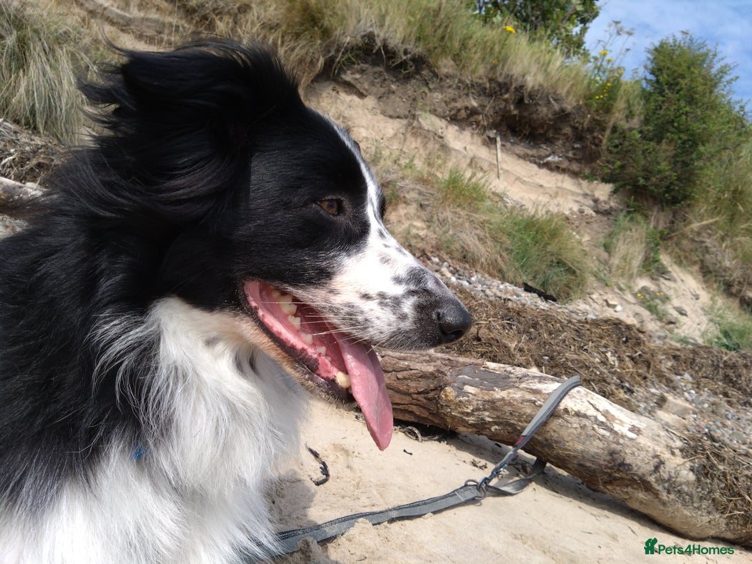 Border Collie dogs for sale: Digby - 5 Year Old Neutered Male Border Collue - Image 2