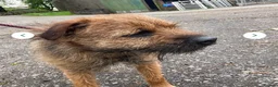 Border Terrier dogs for stud: Border terrier for stud  - Advert 1