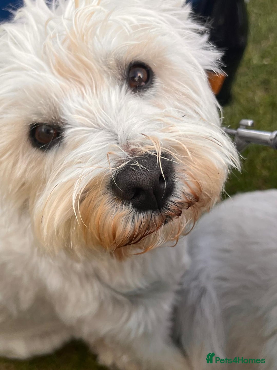 West Highland Terrier dogs for sale: Adorable cute little Westies need forever homes - Advert 1