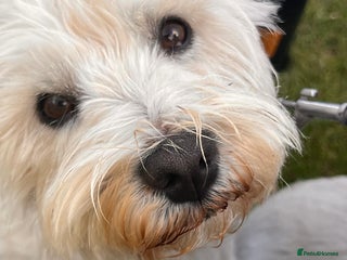 West Highland Terrier dogs Adorable cute little Westies need forever homes - Advert 3
