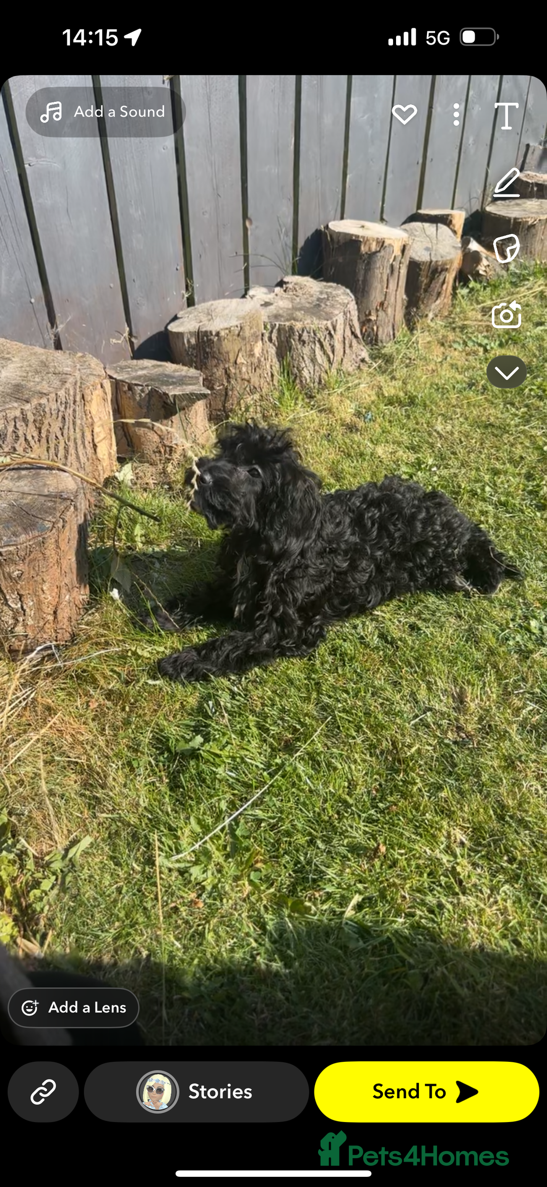 Cockapoo dogs for sale: Female cockapoo 6 months old  - Advert 3