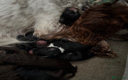 Cockapoo dogs for sale: Miniature f1 Cockapoos puppies - Advert 25