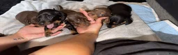 Miniature Dachshund dogs for sale: Mini dachshund puppies 🐶  - Advert 6