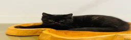 Brazilian Shorthair cats for sale: GCCF BRITISH SHORTHAIR KITTENS READY TO LEAVE NOW  - Advert 7