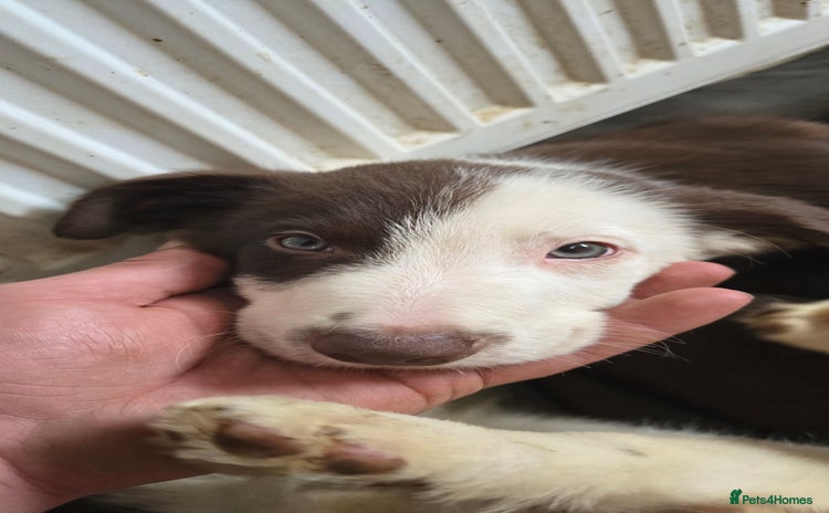 Border Collie dogs - Advert 12