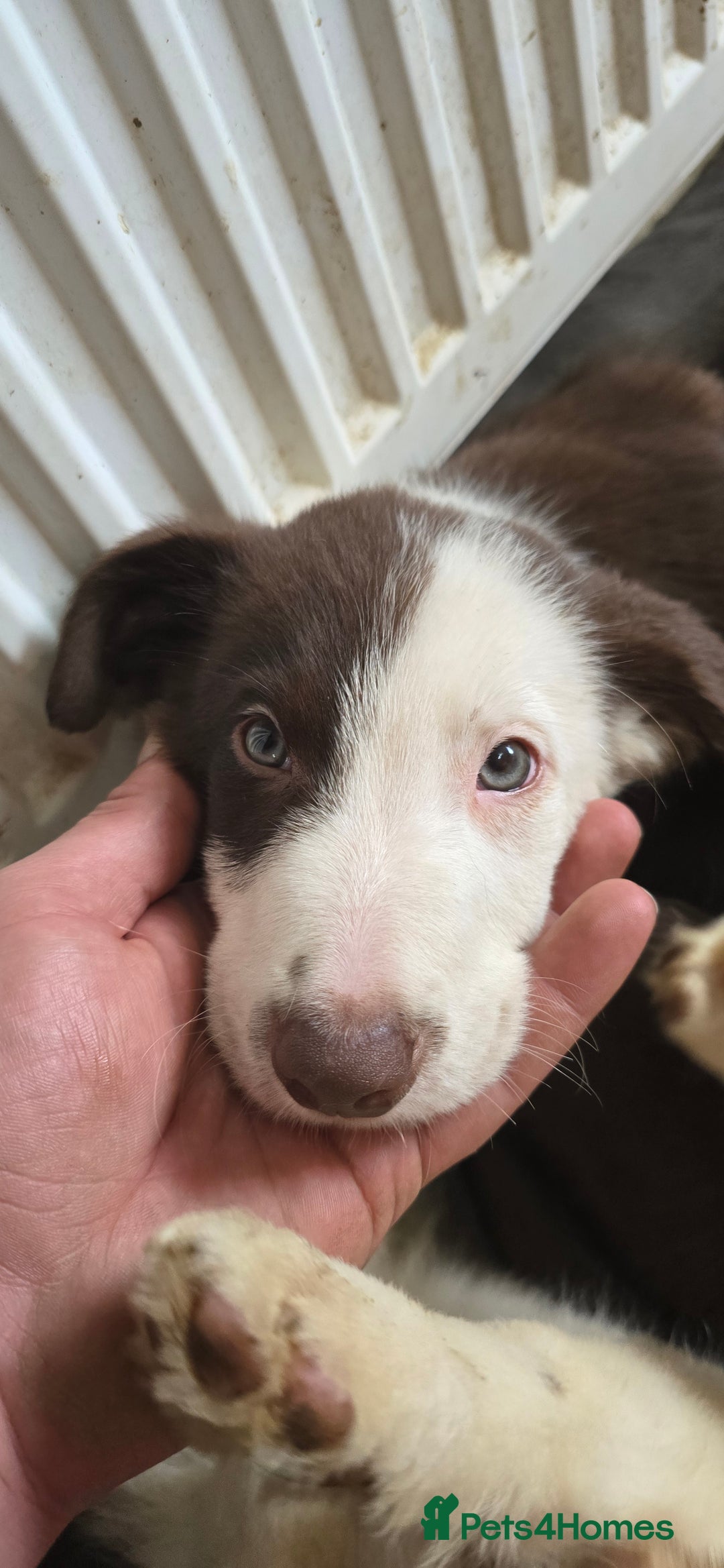 Border Collie dogs for sale: 9 border collie pups  - Image 20