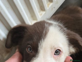 Border Collie dogs - Advert 12