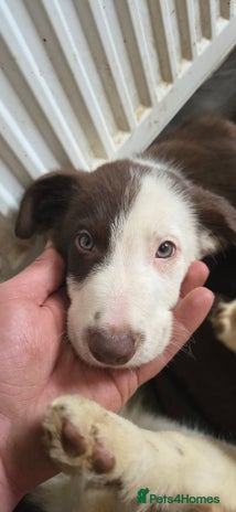 Border Collie dogs - Advert 12