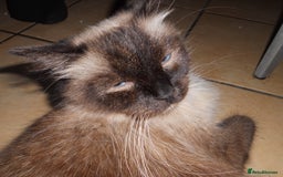 Ragdoll cats for sale: 😎 RAGDOLL KITTENS PUREBRED 100% STOKE 😍 - Image 19