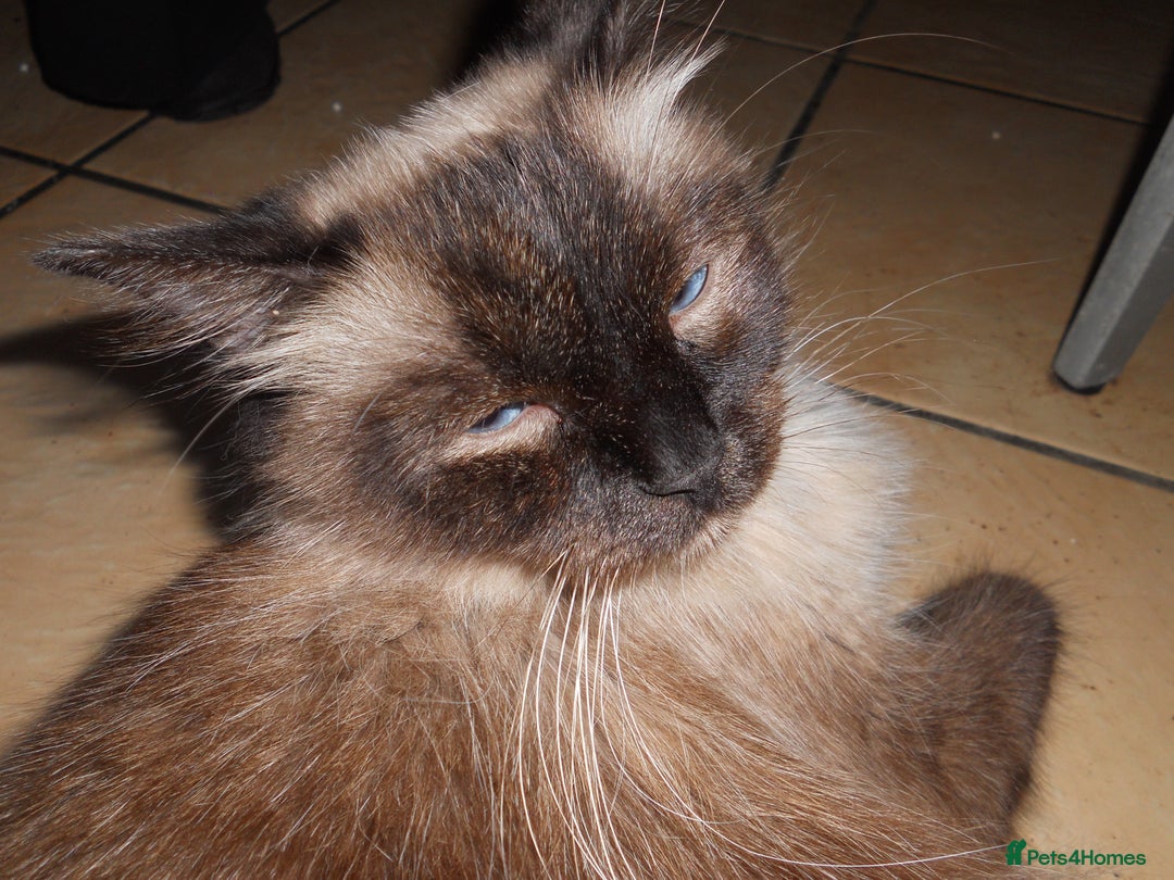 Ragdoll cats for sale: 😎 RAGDOLL KITTENS PUREBRED 100% STOKE 😍 - Image 19