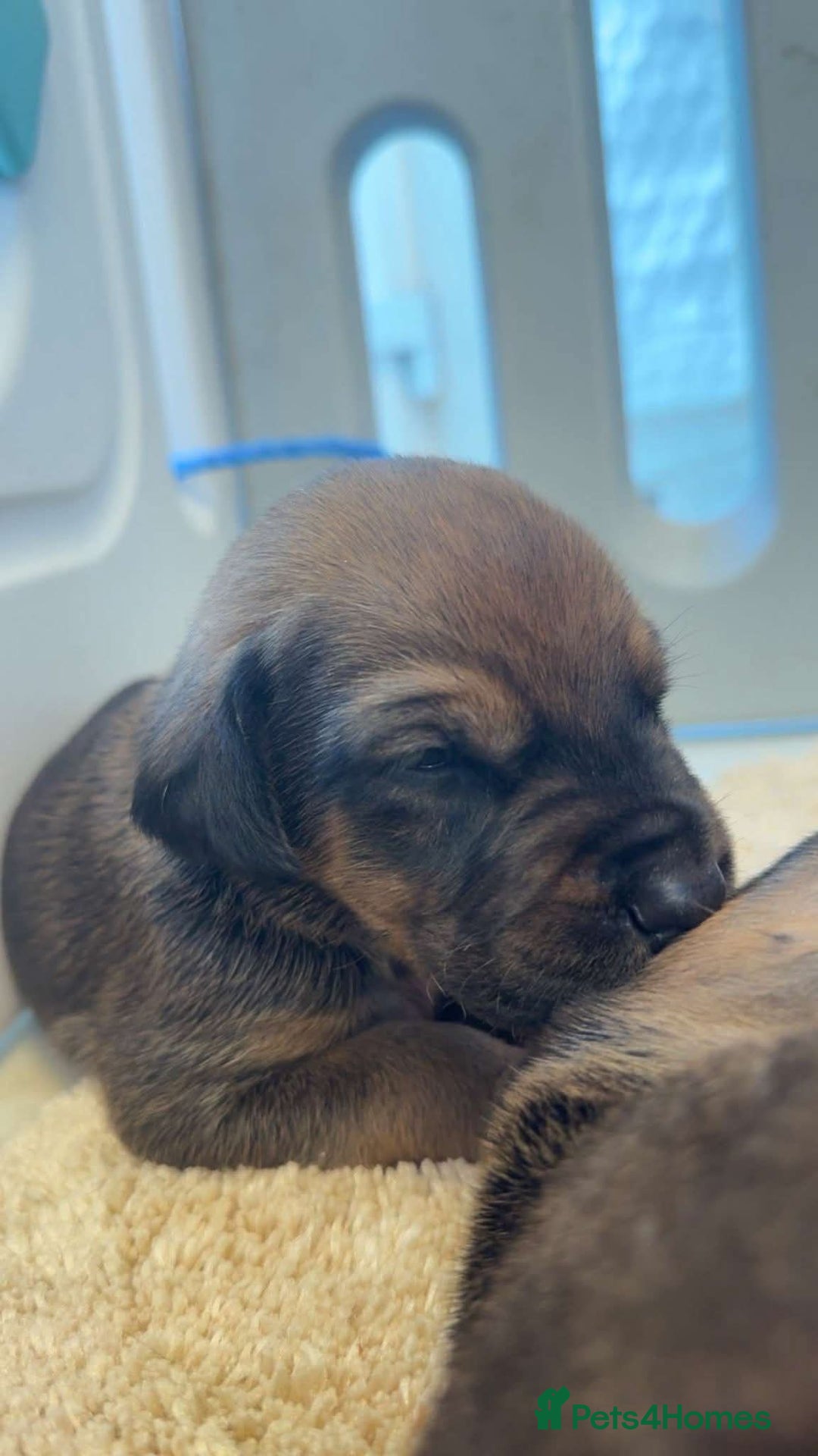 Mixed Breed dogs for sale: cane corso x doberman puppies - Image 2