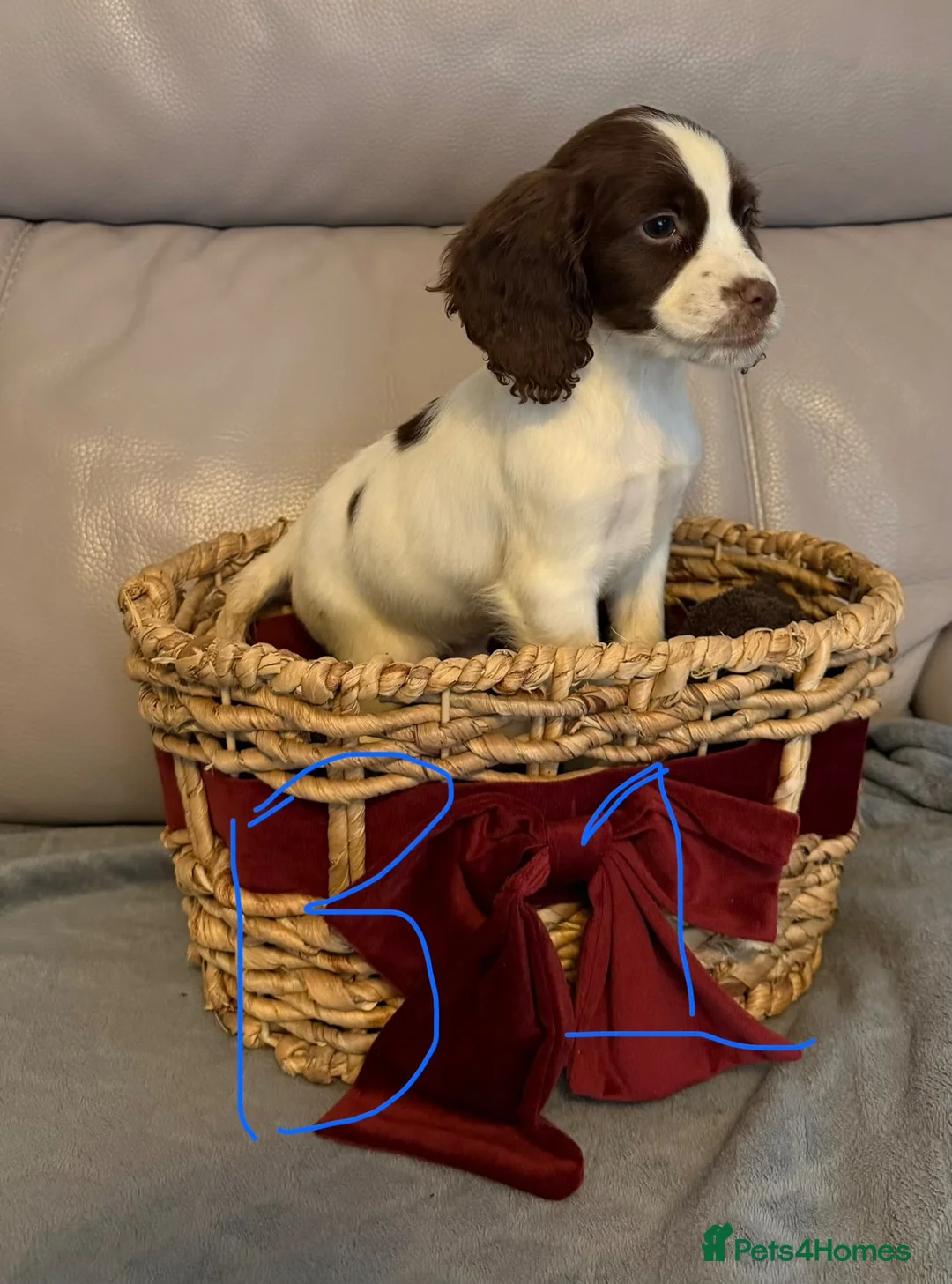 Sprocker dogs for sale: Sprocker puppy’s for sale  - Advert 1