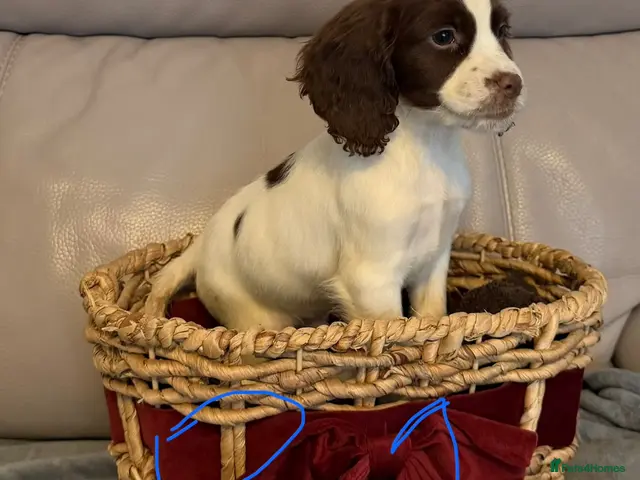 Sprocker dogs for sale: Sprocker puppy’s for sale - Advert 1