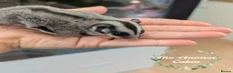 Sugar Glider rodents for sale: Baby boy sugar gliders. Very friendly and loving! - Advert 4