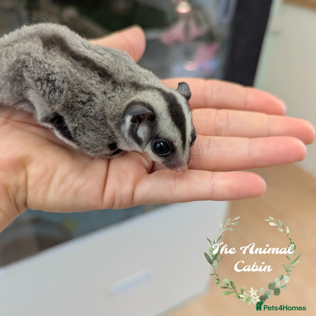 Sugar Glider rodents for sale: Baby boy sugar gliders. Very friendly and loving! - Advert 4