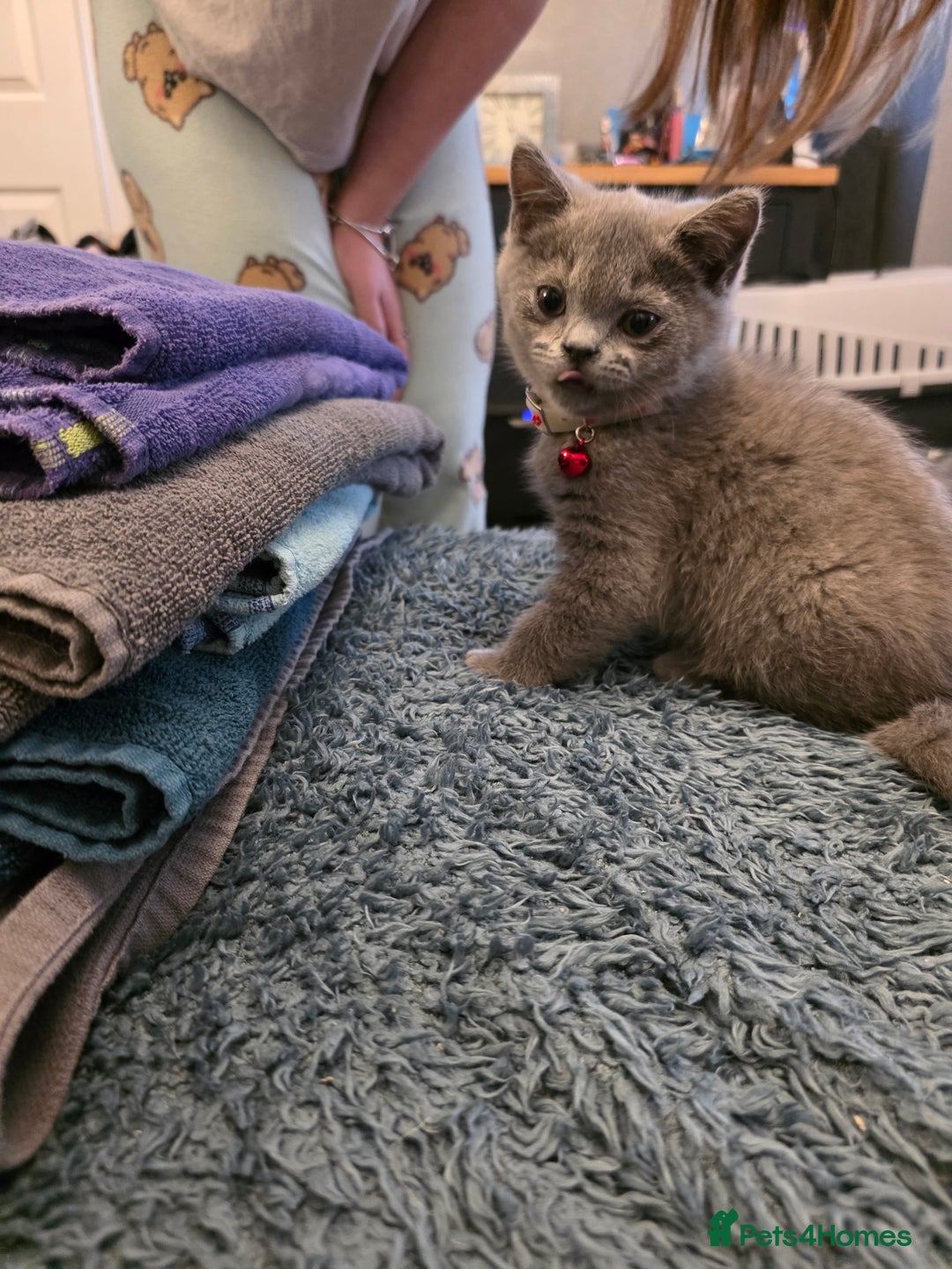 British Shorthair cats for sale: BSH kittens ready now vet checked - Image 15