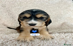 Cocker Spaniel dogs for sale: 🐾 Adorable Cocker Spaniel Puppies for Sale! 🐾  - Image 15