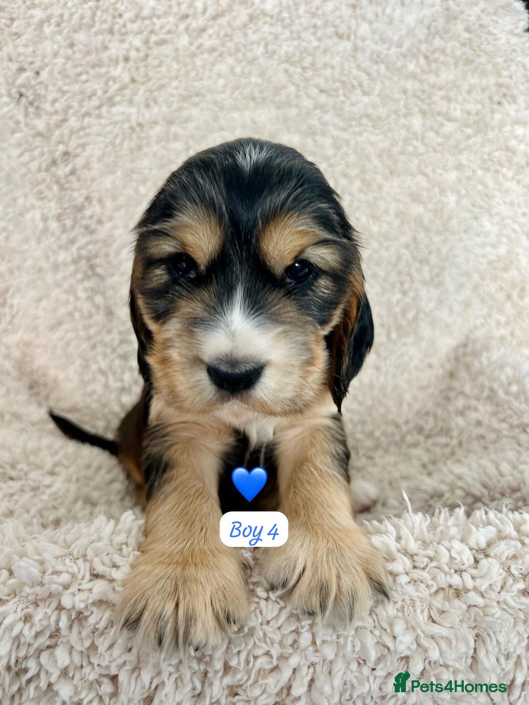 Cocker Spaniel dogs for sale: 🐾 Adorable Cocker Spaniel Puppies for Sale! 🐾  - Image 15