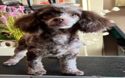 Toy Poodle dogs for stud: STUNNING Health Tested Toy Poodle for STUD - Image 20