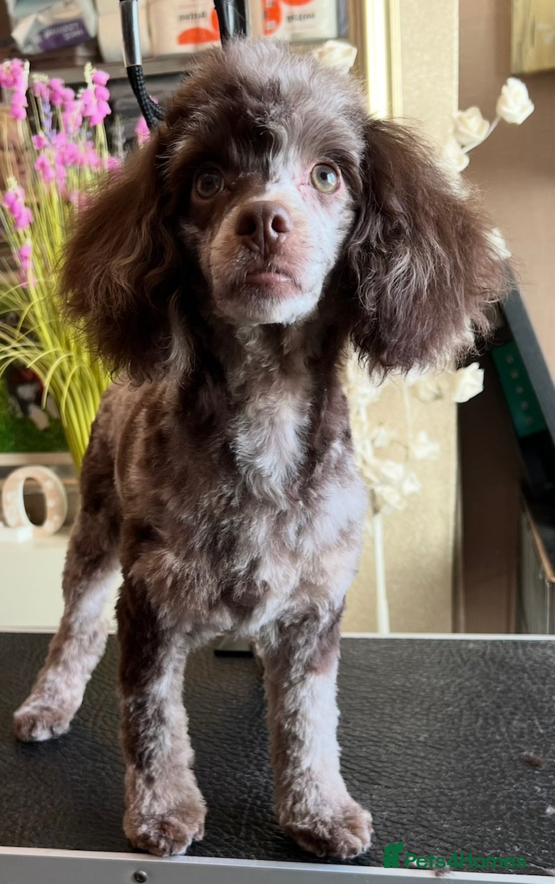 Toy Poodle dogs for stud: STUNNING Health Tested Toy Poodle for STUD - Image 20