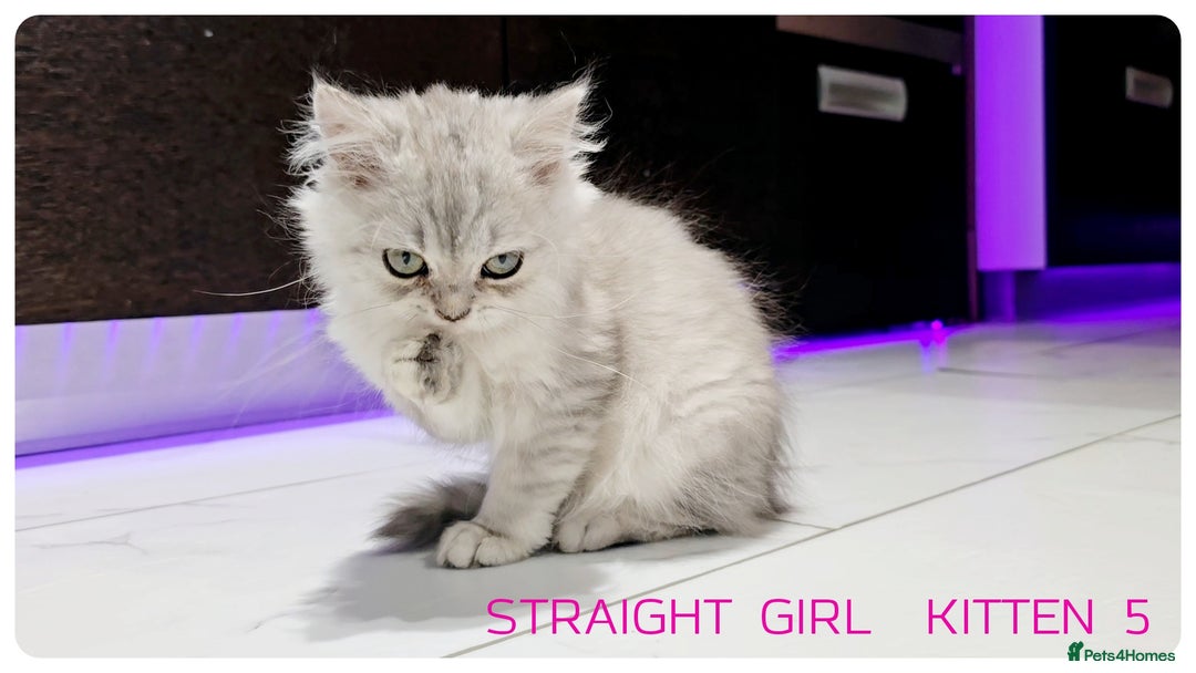 Scottish Fold cats for sale: SCOTTISH FOLD KITTENS (DELIVERY  AVAILABLE) - Image 14