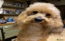 Toy Poodle dogs for stud: Stunning Sable Phantom Parti Toy Stud, DNA Tested in Market Drayton - Image 3