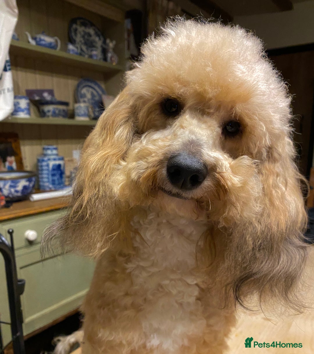 Toy Poodle dogs for stud: Stunning Sable Phantom Parti Toy Stud, DNA Tested in Market Drayton - Image 3