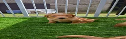 Golden Retriever dogs for sale: Healthy, happy KC reg, Golden Retriever puppies.  - Advert 10