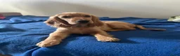 Cocker Spaniel dogs for sale: Beautiful Cocker Spaniels  for sale in Redditch - Advert 7
