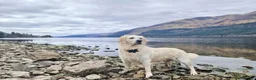 Golden Retriever dogs for sale: Golden Retriever - Advert 1