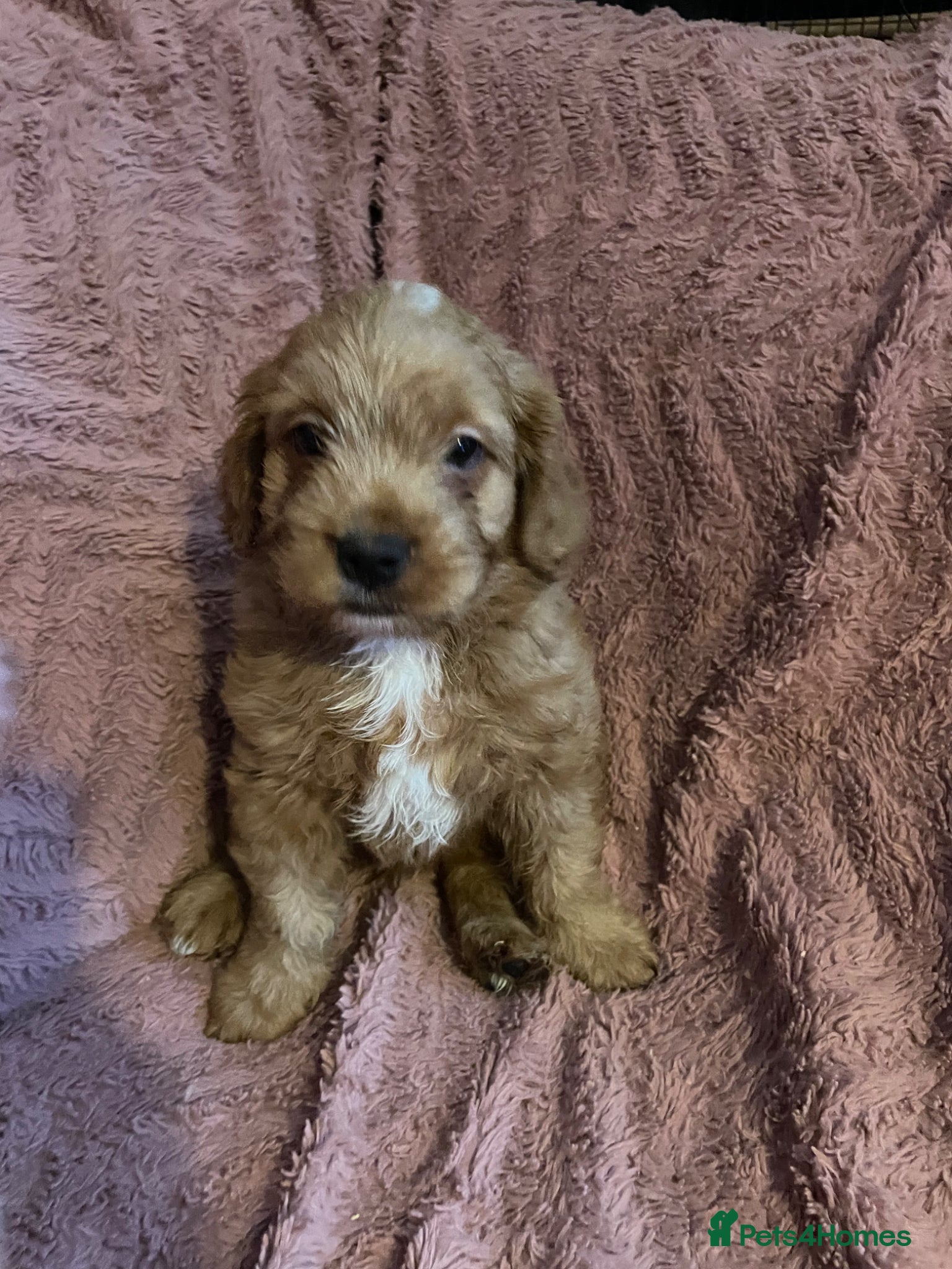 Mixed Breed dogs Stunning little cockerpoo lookalike boys  - Advert 2
