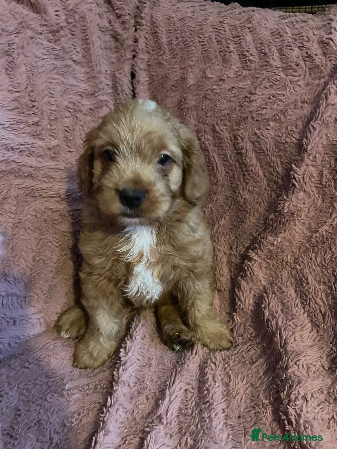 Mixed Breed dogs for sale: Stunning little cockerpoo lookalike boys  - Advert 2