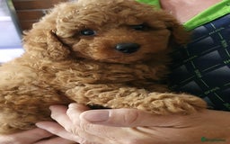 Toy Poodle dogs for sale: KC Toy Poodles, health tested, champion bloodline - Image 17