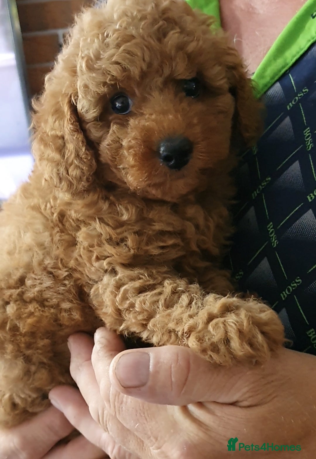 Toy Poodle dogs for sale: KC Toy Poodles, health tested, champion bloodline - Image 17