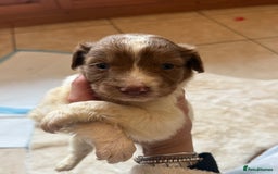 Mixed Breed dogs for sale: Merle sprocker x lurcher puppies  - Image 10