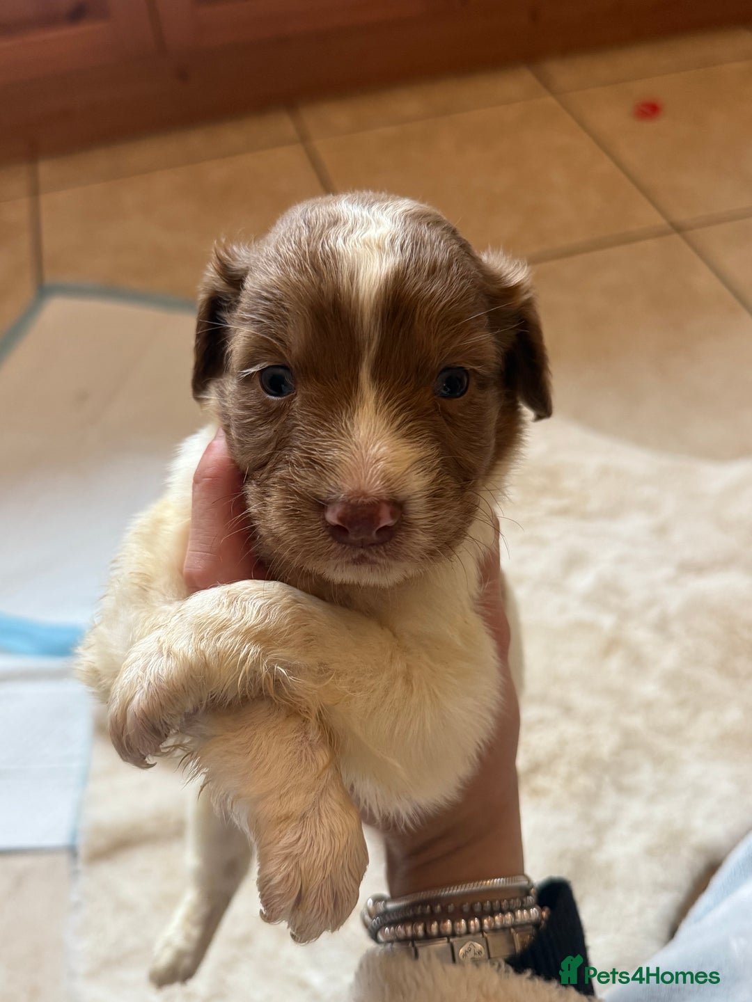 Mixed Breed dogs for sale: Merle sprocker x lurcher puppies  - Image 10