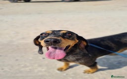 Mixed Breed dogs for adoption: Gypsy a hidden gem is looking for her forever home - Image 3