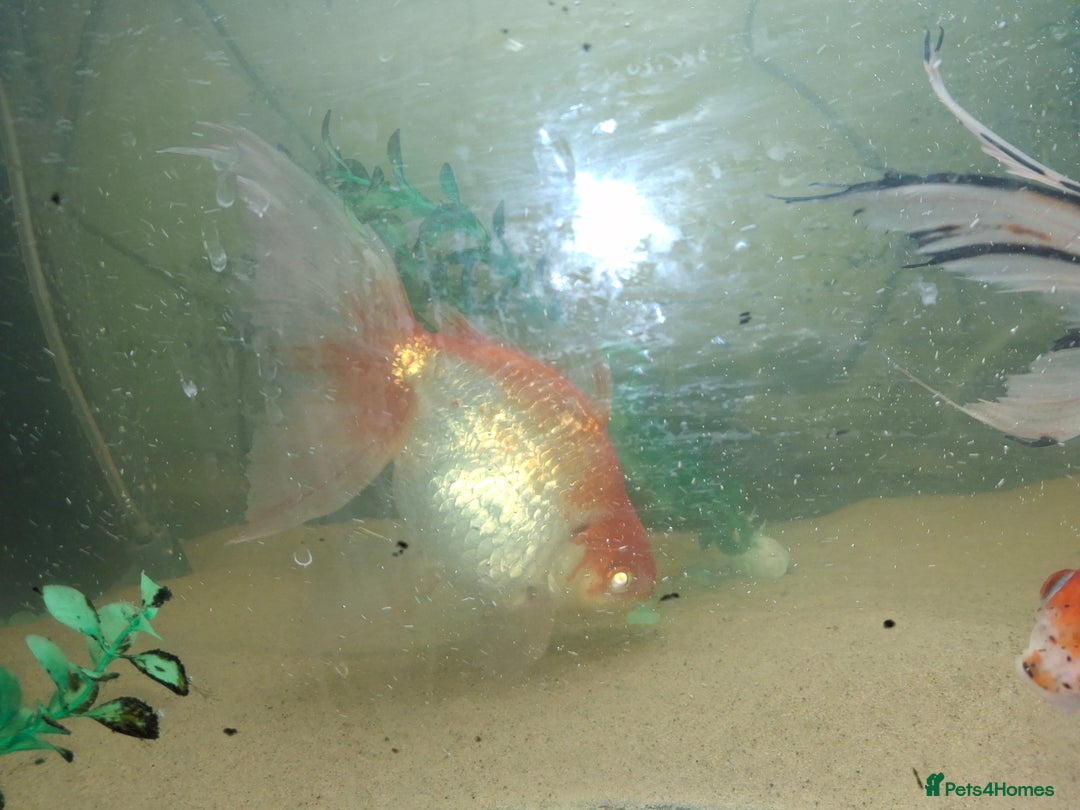 Fancy Goldfish fish for sale: Two large fantail fancy goldfish - Advert 12