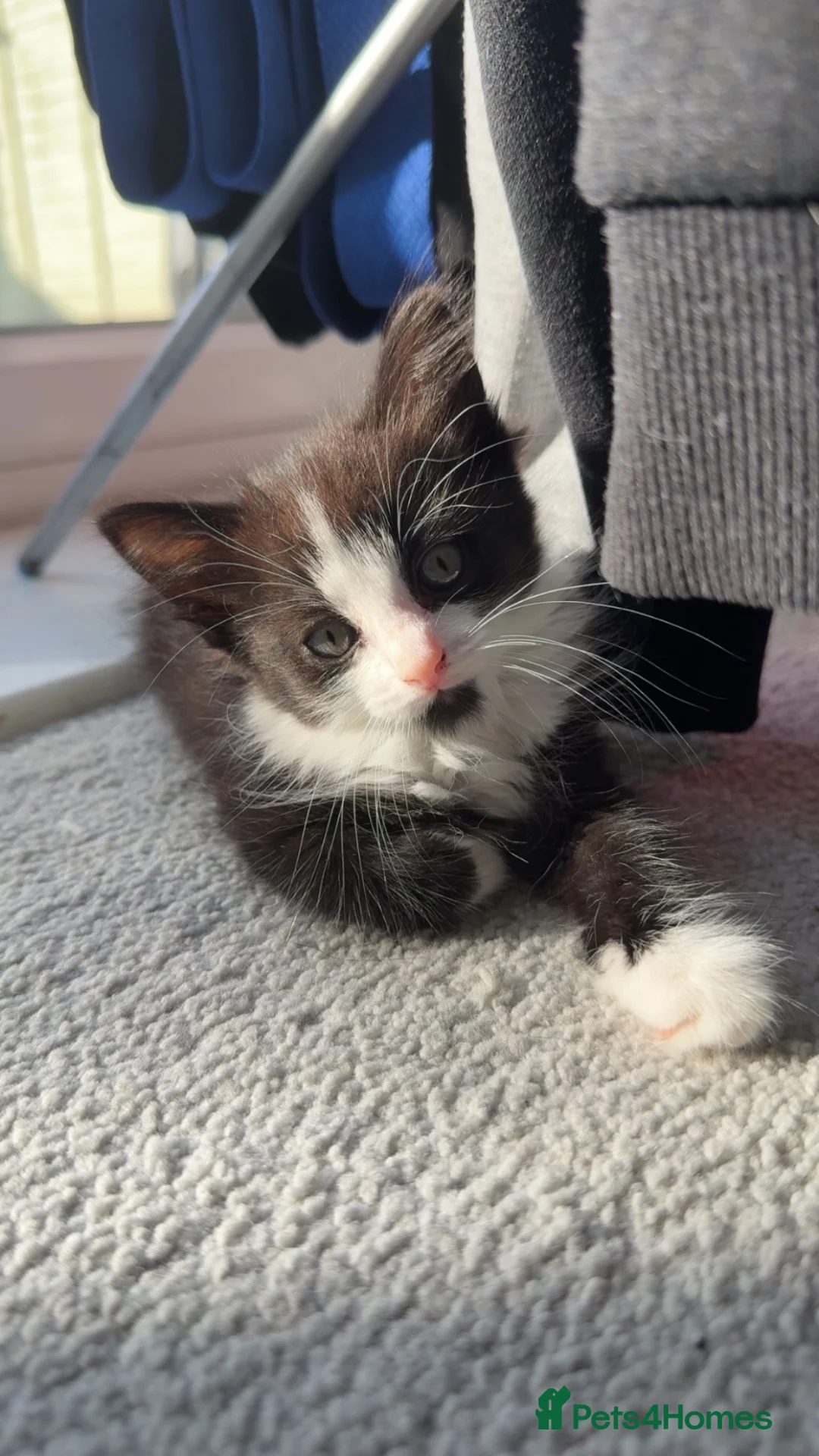 British Longhair cats for sale: Beautiful little girl for sale  - Advert 2