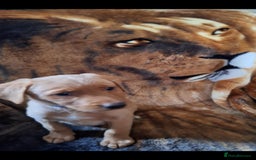 Labrador Retriever dogs for sale: labrador puppys in Lowestoft - Image 2
