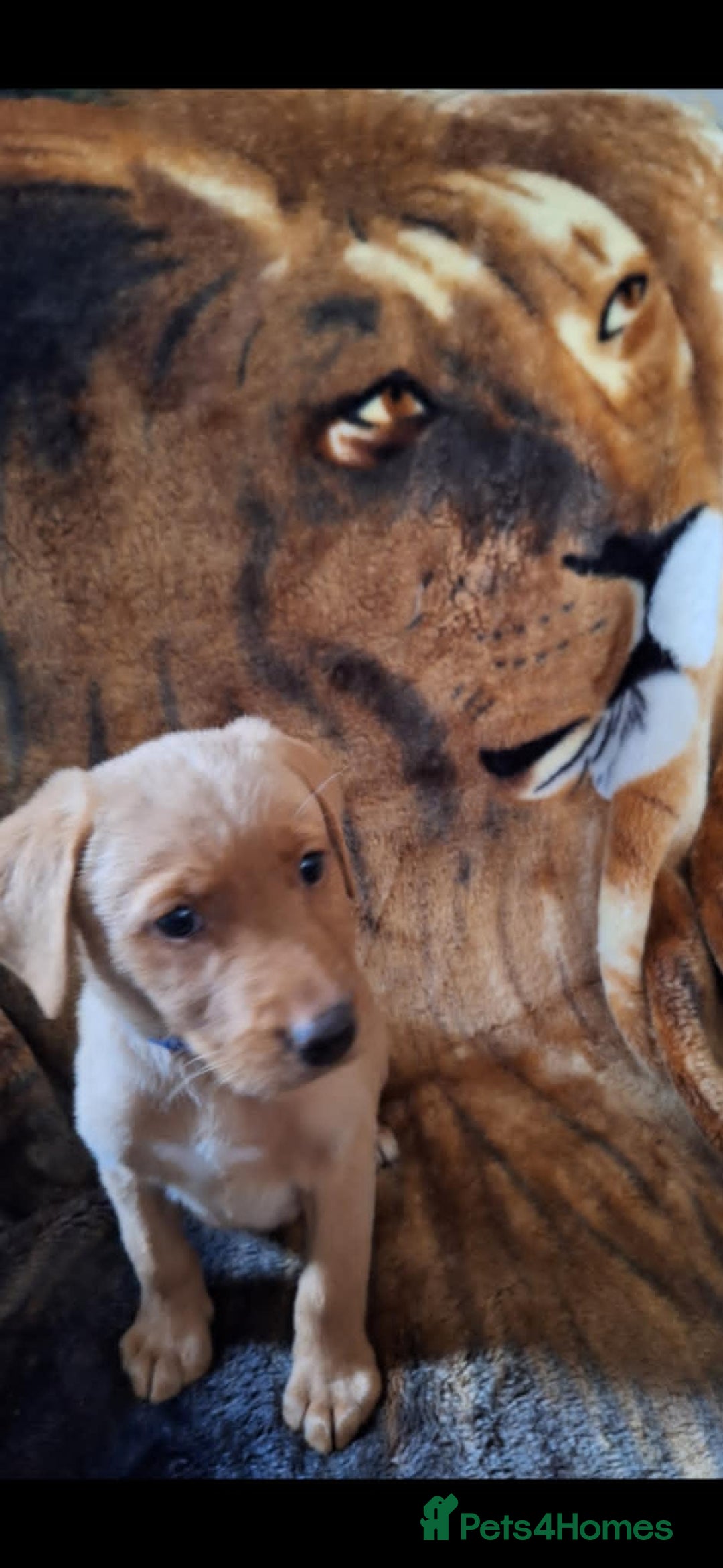 Labrador Retriever dogs for sale: labrador puppys in Lowestoft - Image 2