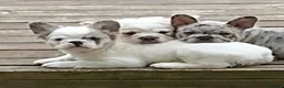 French Bulldog dogs for sale: Three French bulldogs for sale - Advert 4