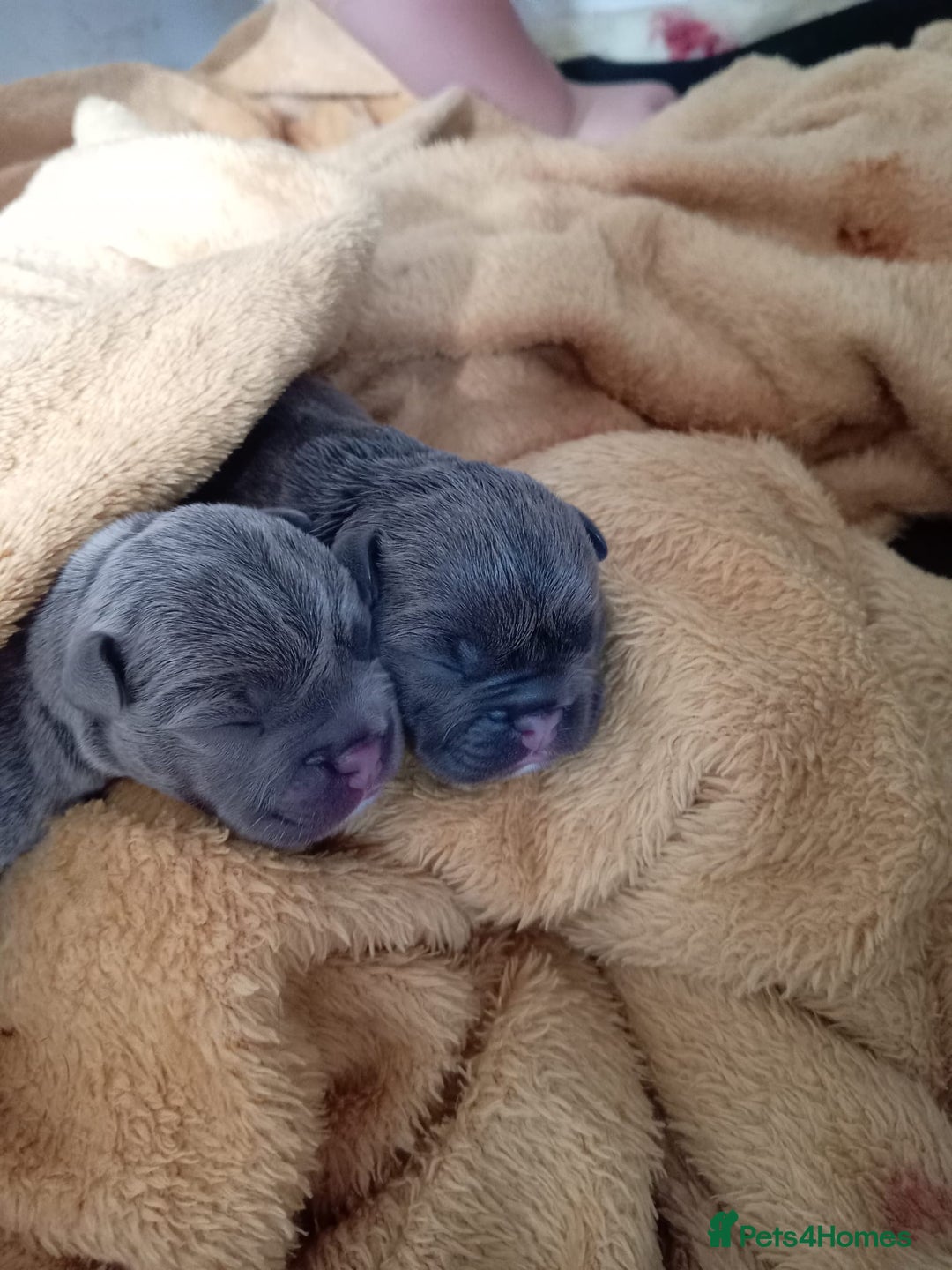 French Bulldog dogs for sale: 🐾 Adorable French Bulldog Puppies for Sale 🐾 - Image 5