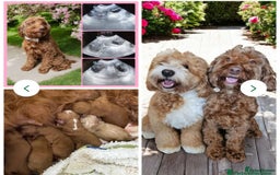 Labrador Retriever dogs for stud: Hip0/0 Elbow 0/0 Australian Labradoodle  - Advert 33