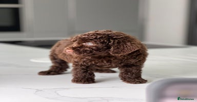 Cockapoo dogs - Advert 11