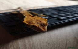 Gecko reptiles for sale: Female crested gecko  - Image 6