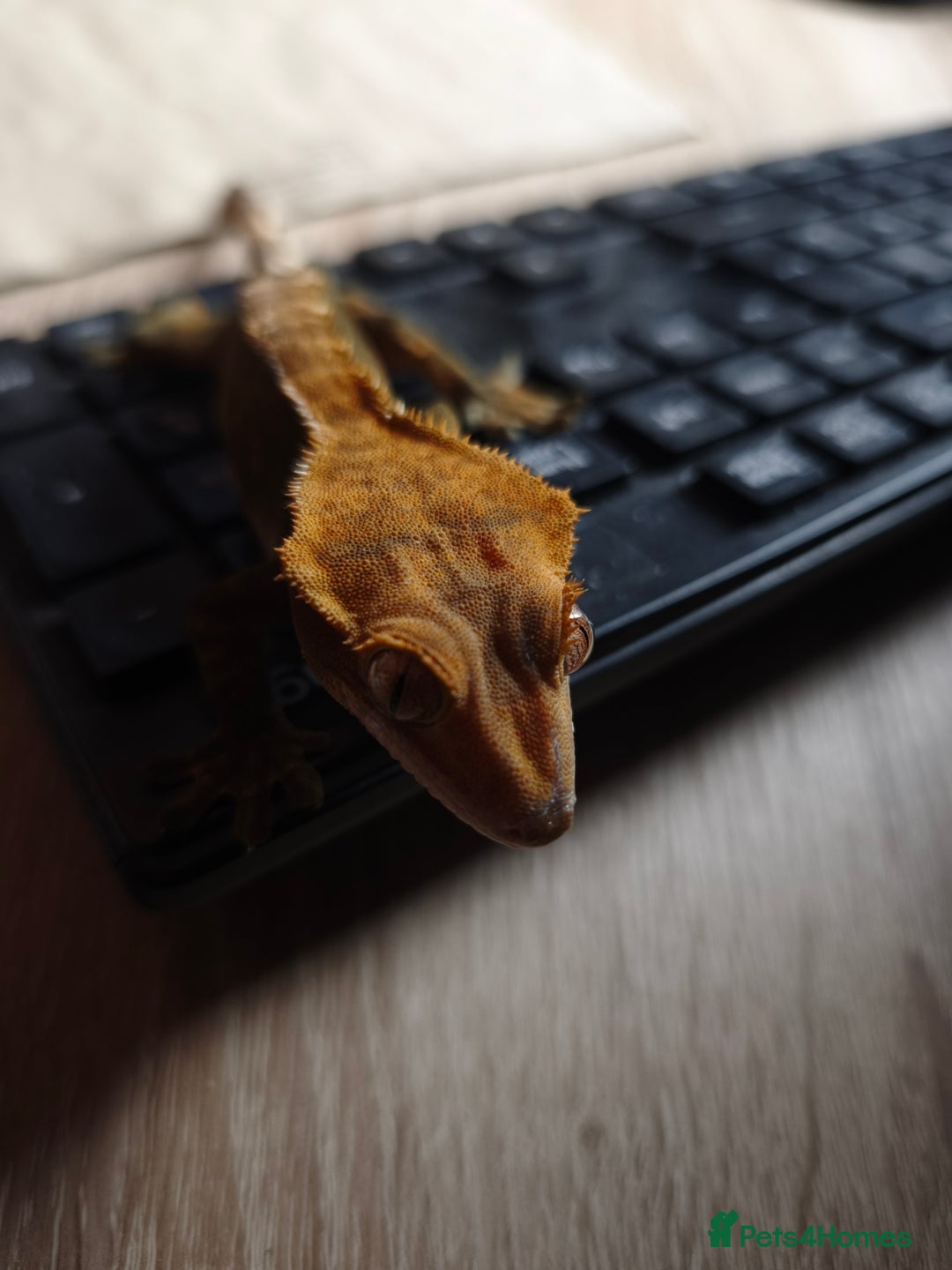 Gecko reptiles for sale: Female crested gecko  - Image 6