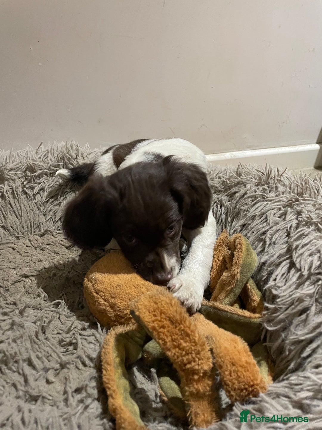 Mixed Breed dogs for sale: Mixed spaniels  - Advert 8