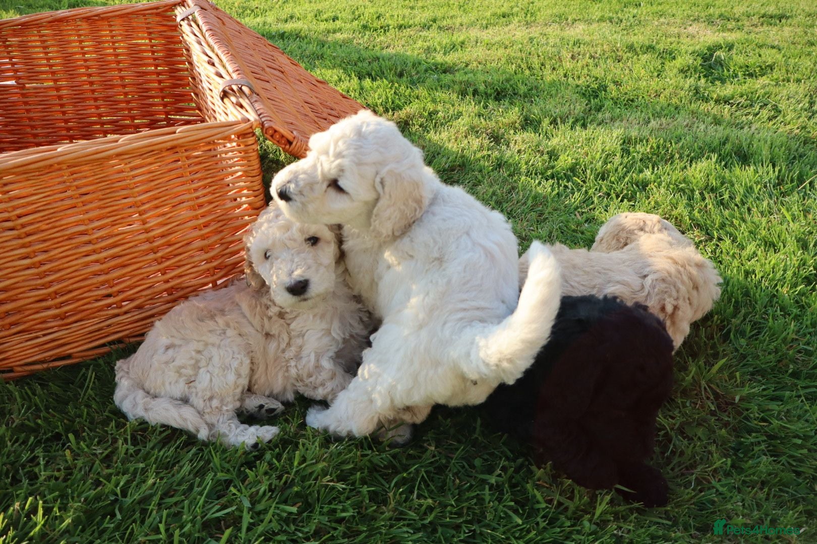 Standard Poodle dogs Standard Poodle Puppies  - Advert 3